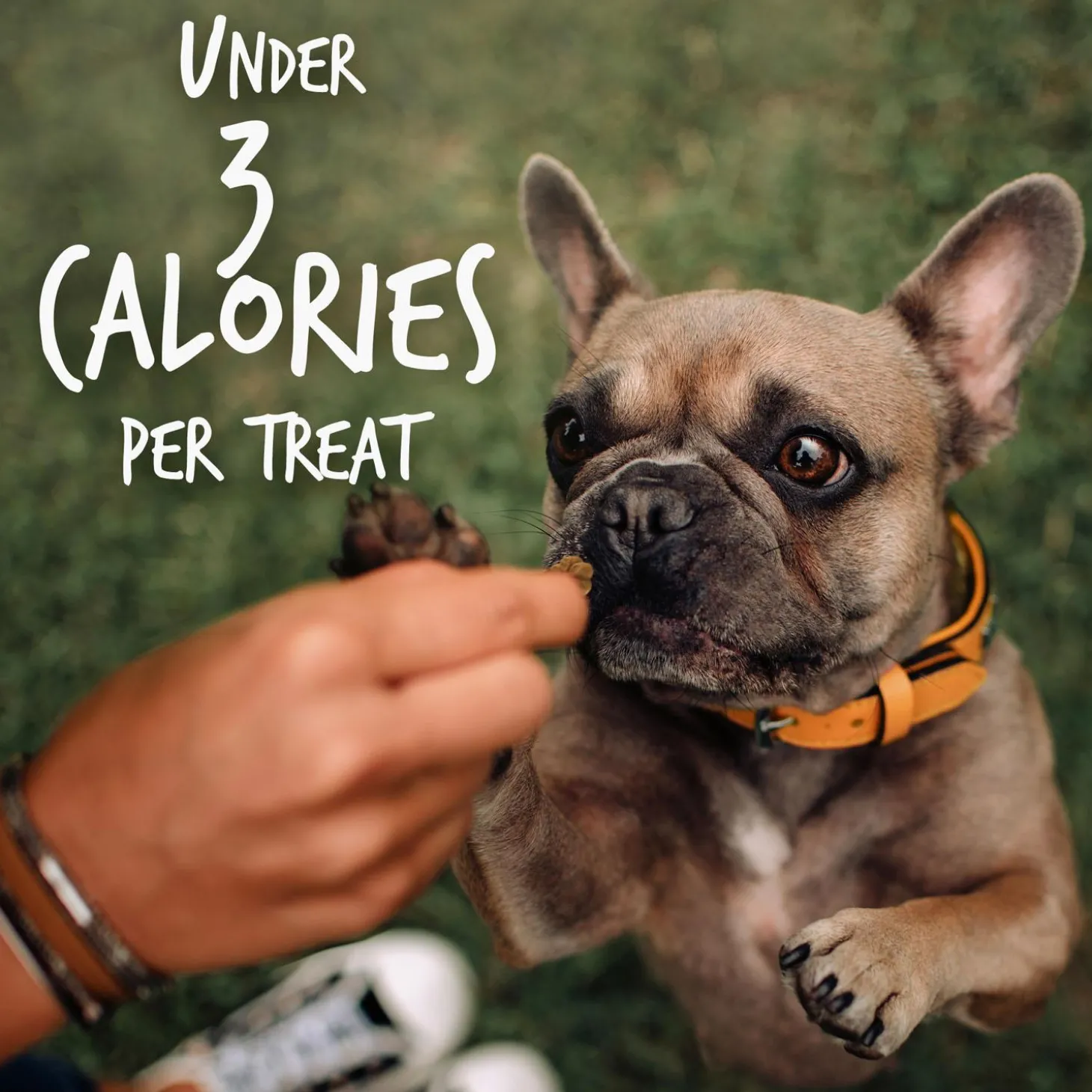 Skinny Minis Soft Pumpkin & Mango Flavour Dog Treats