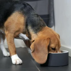 Slow Feed Black Bowl