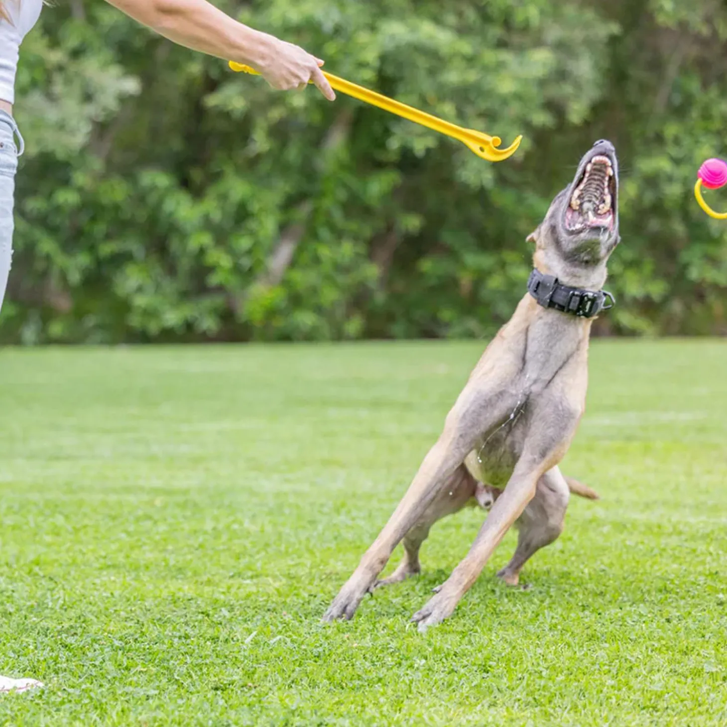 Small Looped Ball Pink & Blue Dog Toy