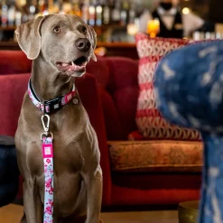 Soft Padded Neoprene Dog Leash 1in Cherry Bloom