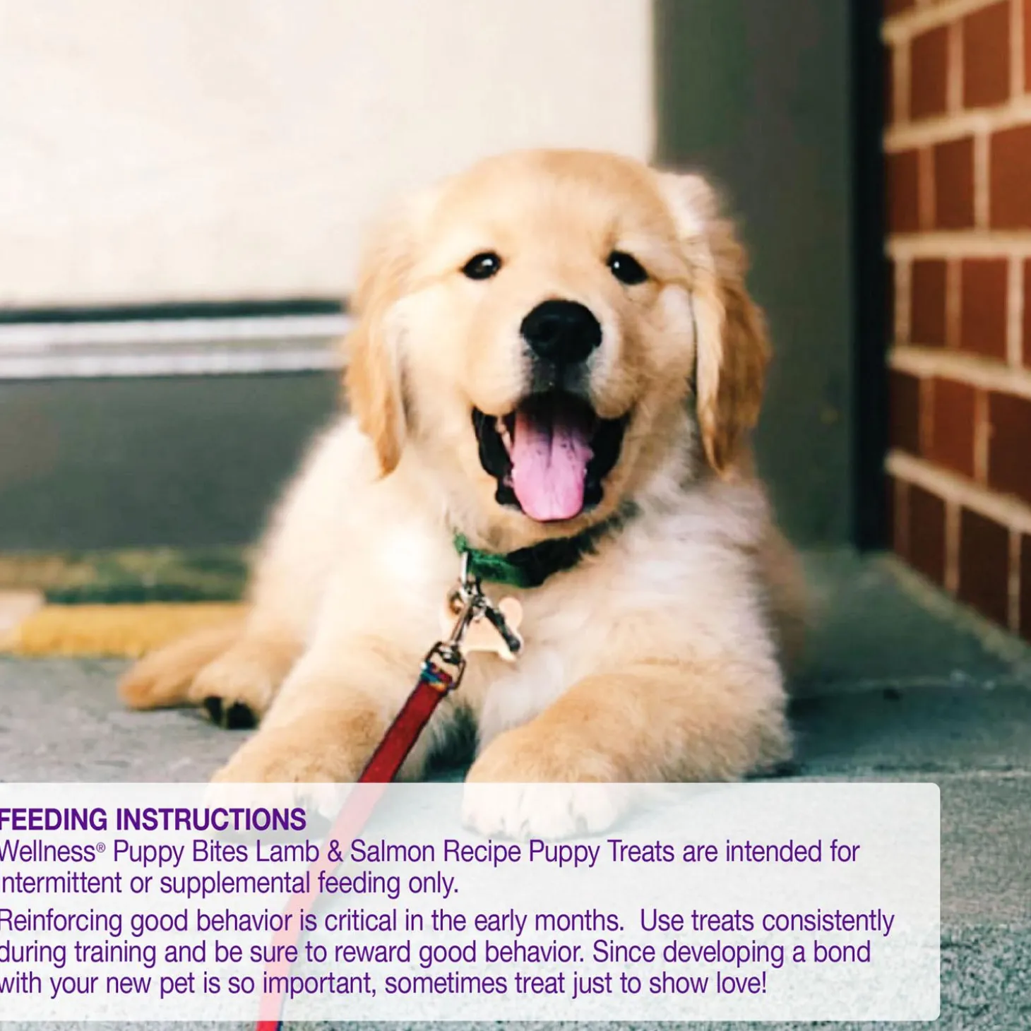 Soft Puppy Bites Lamb & Salmon Recipe Puppy Treats