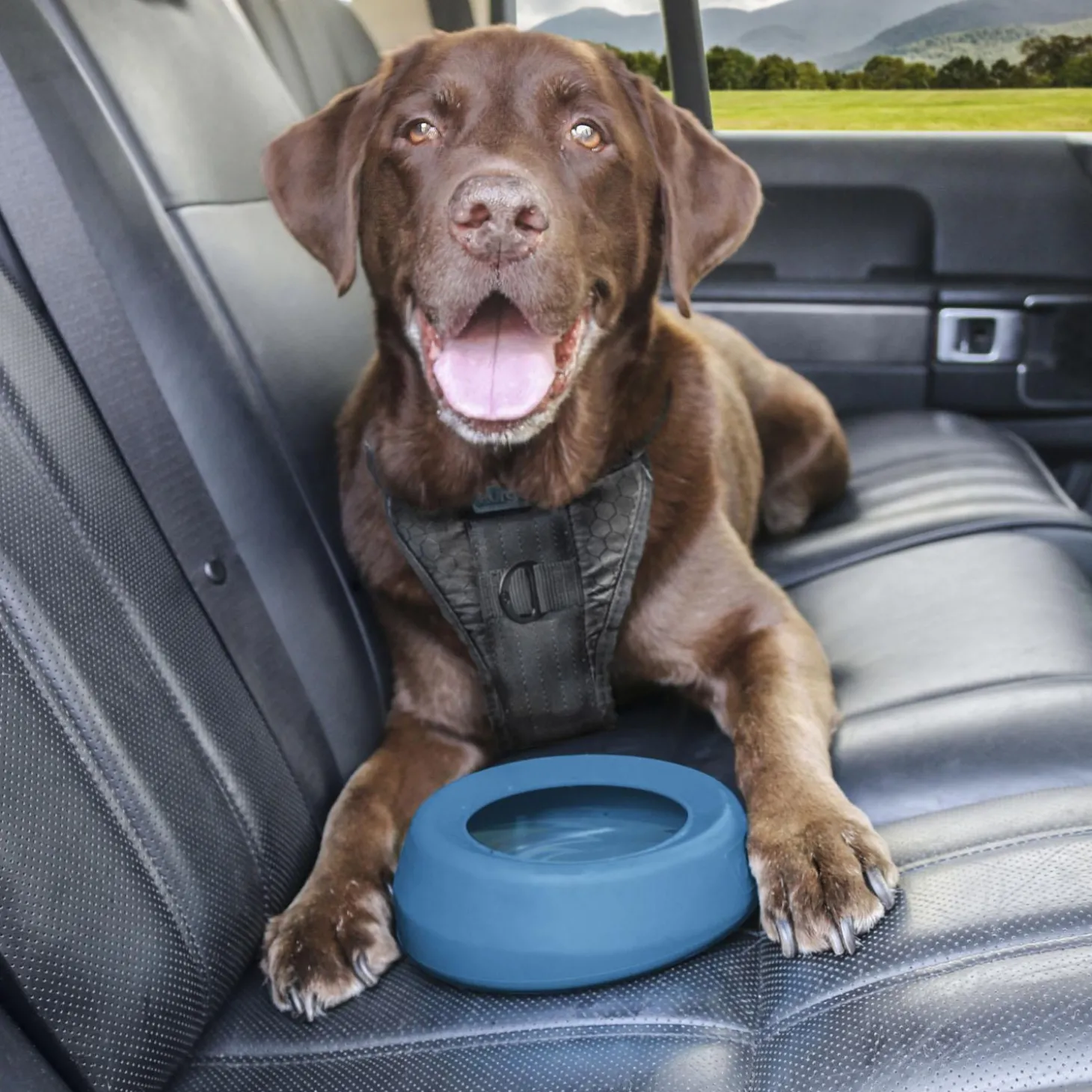 Splash Free Wander Water Blue Bowl