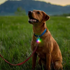 Spotlit Rechargeable Carabiner Light - Disc-O Tech