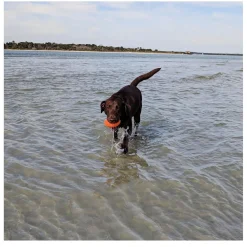 Squeaker Football - Orange