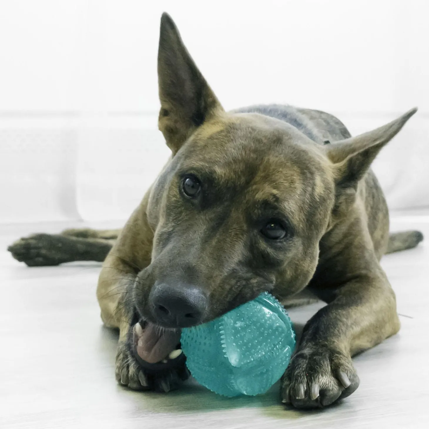 Squeezz Dental Ball Dog Toy