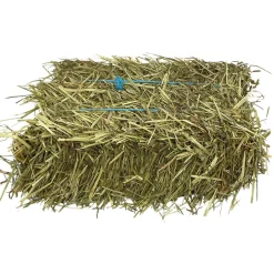 1st Cut Orchard Grass Hay Mini Bale Small Animal Hay
