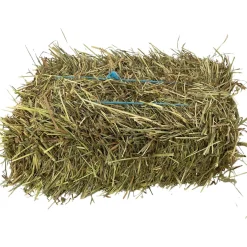 1st Cut Timothy Orchard Grass Mini Bale Small Animal Hay