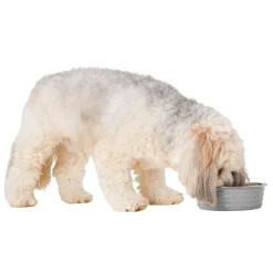 Stainless Steel White Dog Bowl