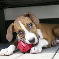 Stuff-A-Ball Dog Toy