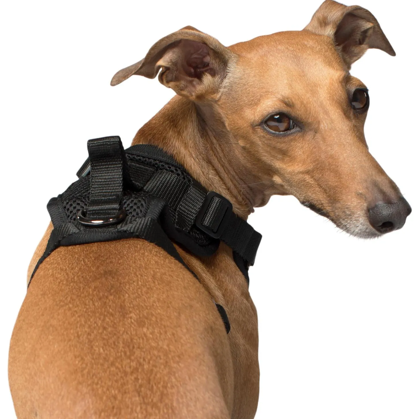 The Everything Mesh Harness Black