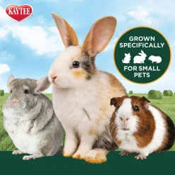 Timothy Hay for Small Animals