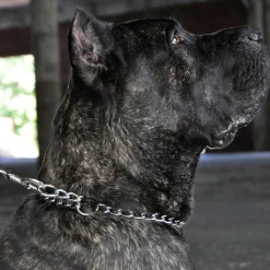 Titan Chain Training Heavy Dog Collar 3mm