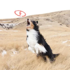 Toss-N-Tug Ring Dog Toy