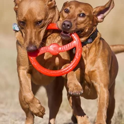 Toss-N-Tug Ring Dog Toy