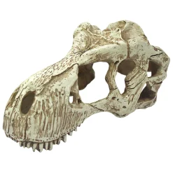 T-Rex Skull