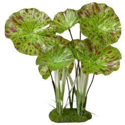 Tropical Gardens Lotus Plant