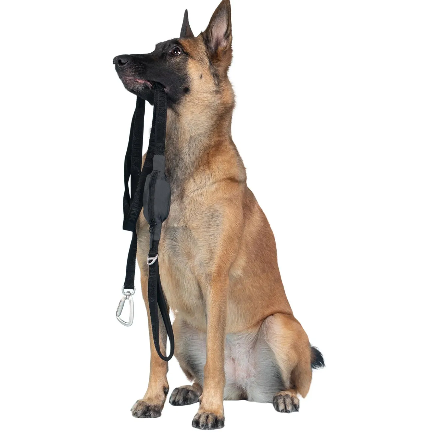Visibility Black Dog Leash