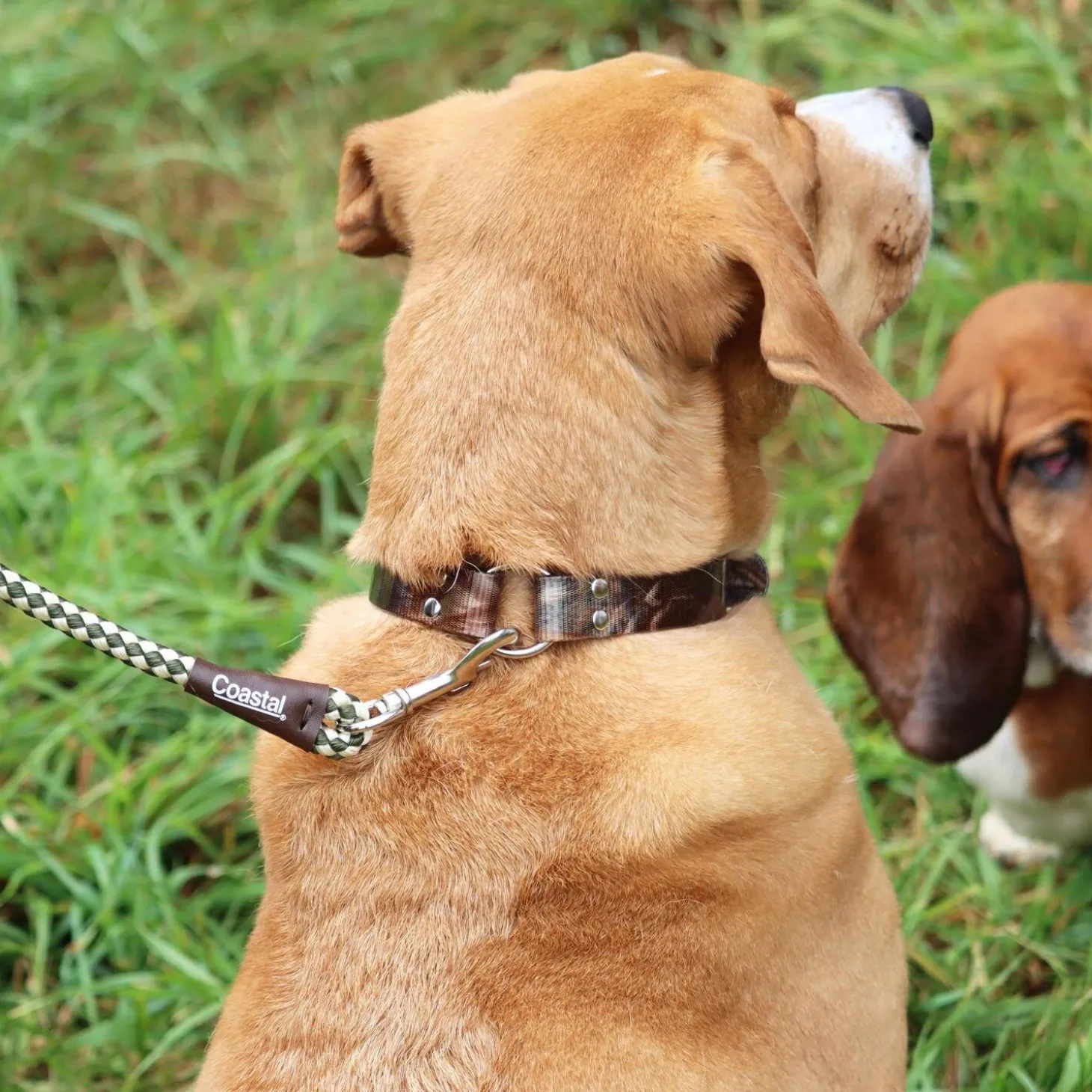 Water and Woods Waterproof Hound Dog Collar Green