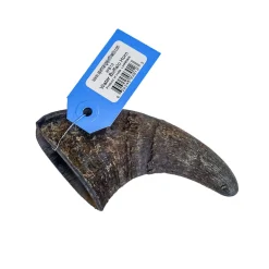 Water Buffalo Horn
