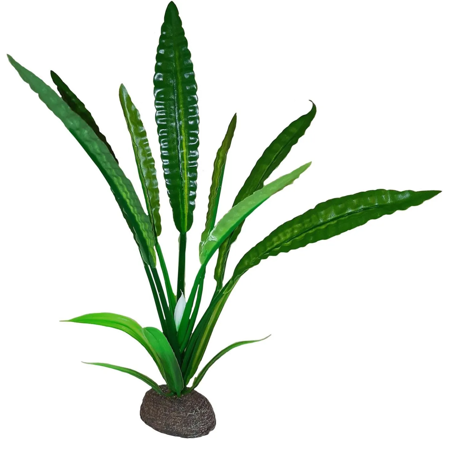 Water Trumpet Betta Plant