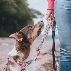 Watermelon Dog H-Harness