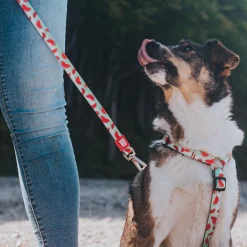 Watermelon Dog H-Harness