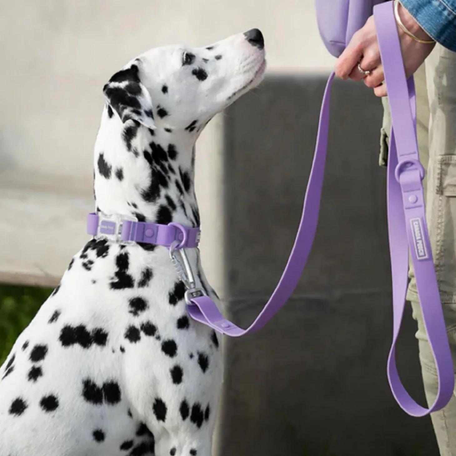Waterproof Lavender Dog Leash