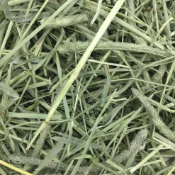 Western Timothy Hay