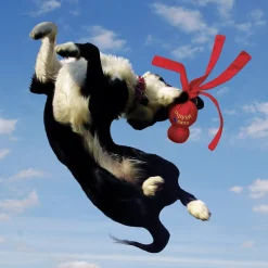 Wubba Assorted Colours Dog Toy