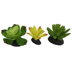 Yellow & Green Succulents