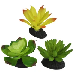 Yellow & Green Succulents