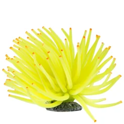 Yellow Anemone