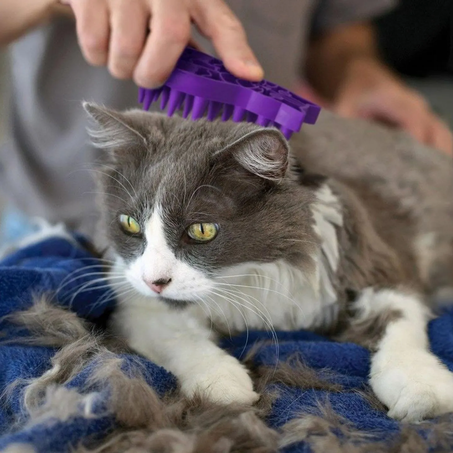 ZoomGroom Massaging Cat Brush
